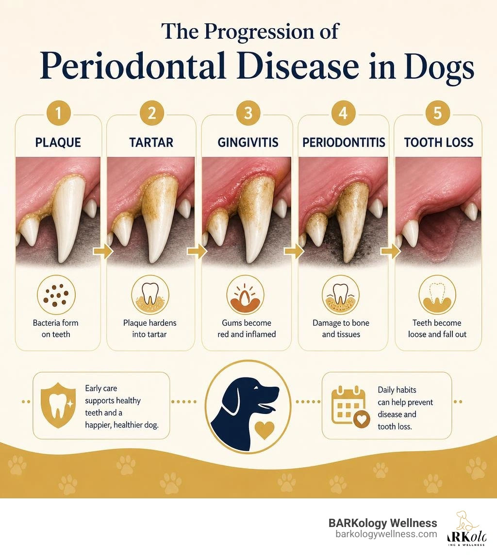 Infographic showing the progression of periodontal disease in dogs from plaque to tooth loss infographic Infographic showing the progression of periodontal disease in dogs from plaque to tooth loss infographic