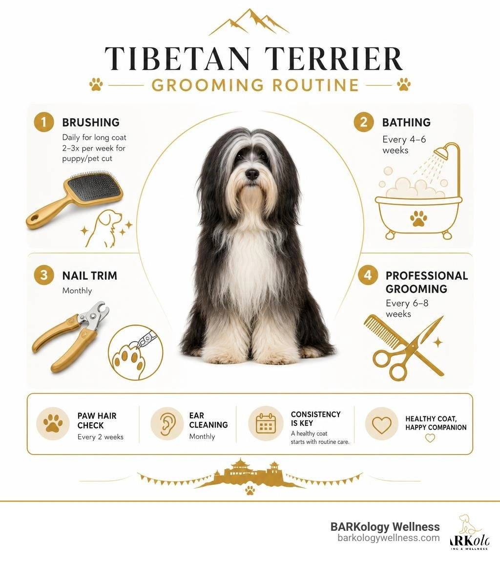 Tibetan Terrier grooming routine infographic showing brushing, bathing, nail trim, and professional grooming schedule