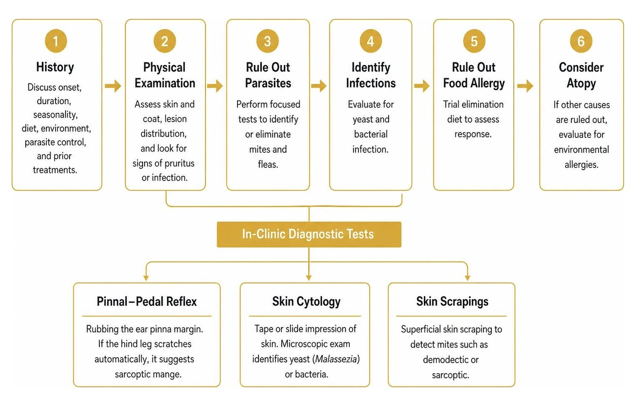 Flowchart illustrating the step-by-step clinical process of diagnosing canine skin irritation Flowchart illustrating the step-by-step clinical process of diagnosing canine skin irritation