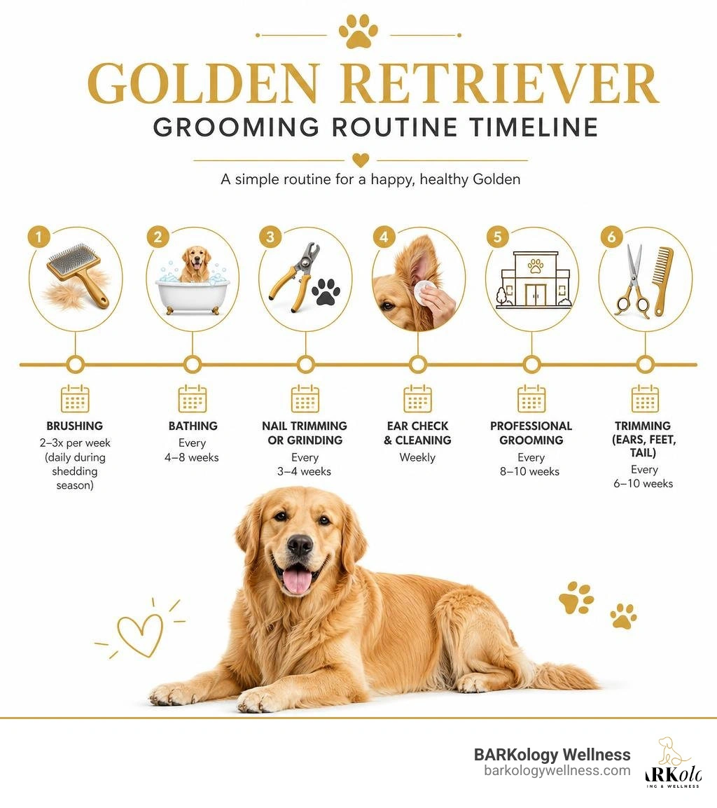 Golden Retriever grooming routine timeline infographic showing brushing, bathing, nails, ears, and professional visits Golden Retriever grooming routine timeline infographic showing brushing, bathing, nails, ears, and professional visits