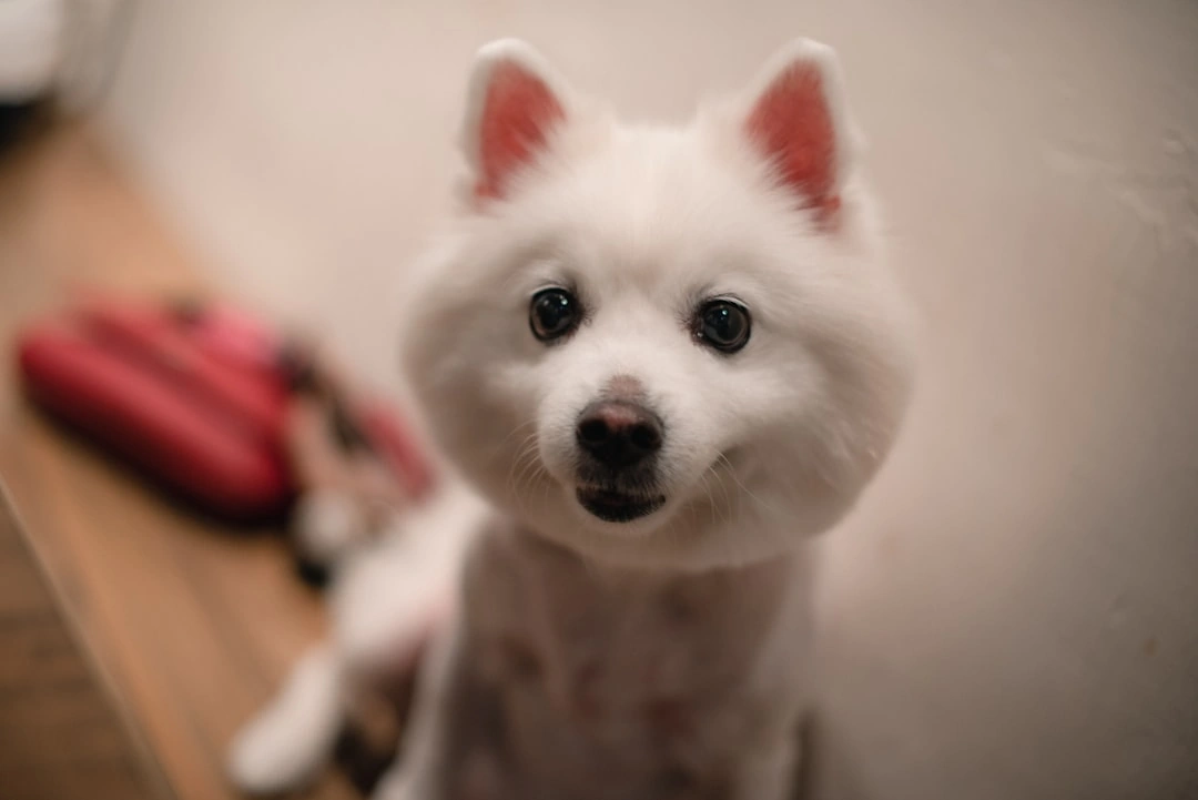 A beautifully groomed dog with a healthy, shiny coat