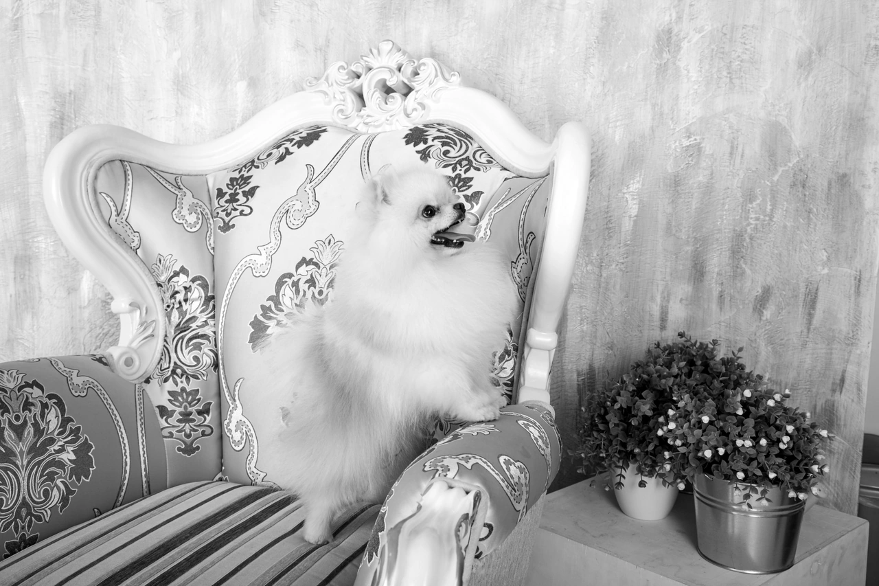 luxury dog salon interior