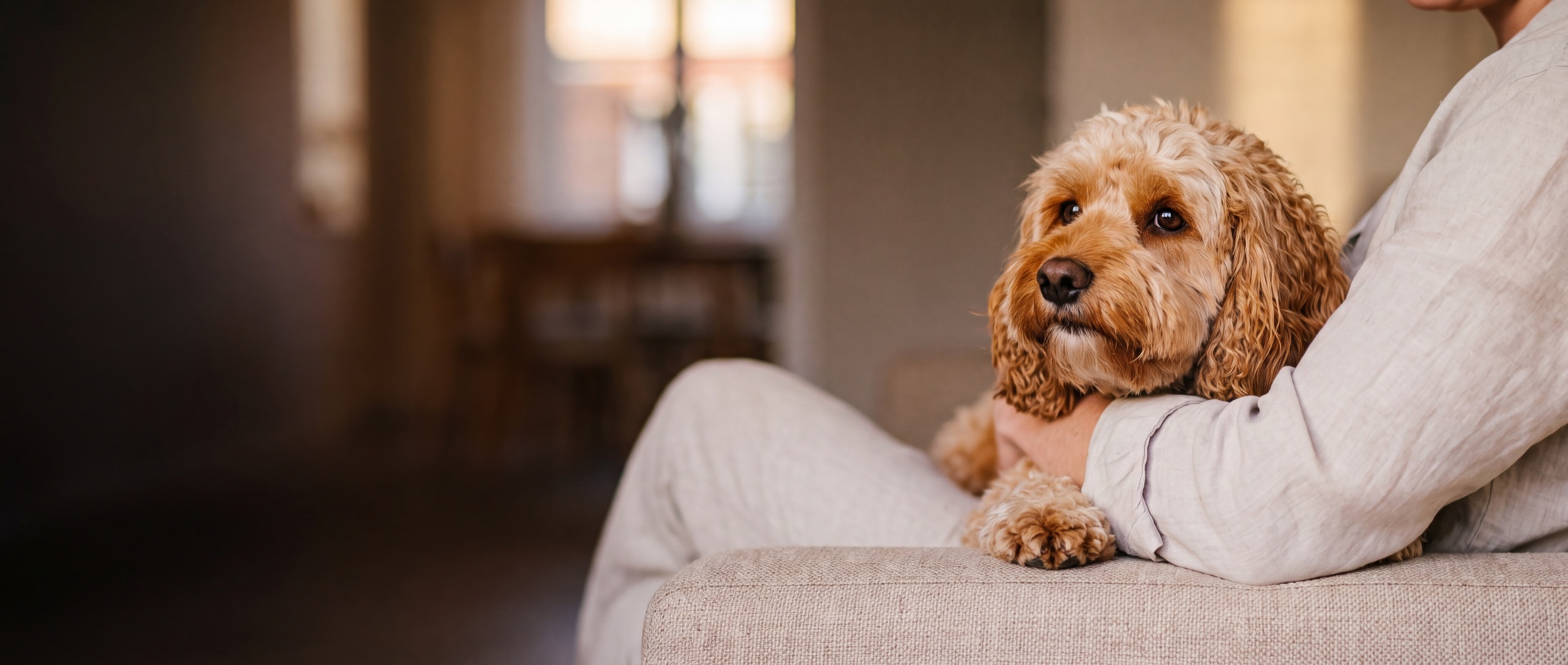 Curly-coated doodle resting comfortably in their person's arms.