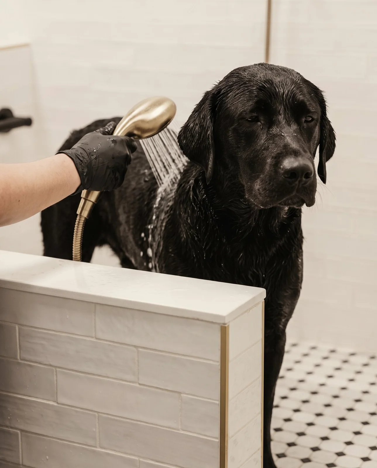 Illustrative black Labrador being rinsed in the bathing room