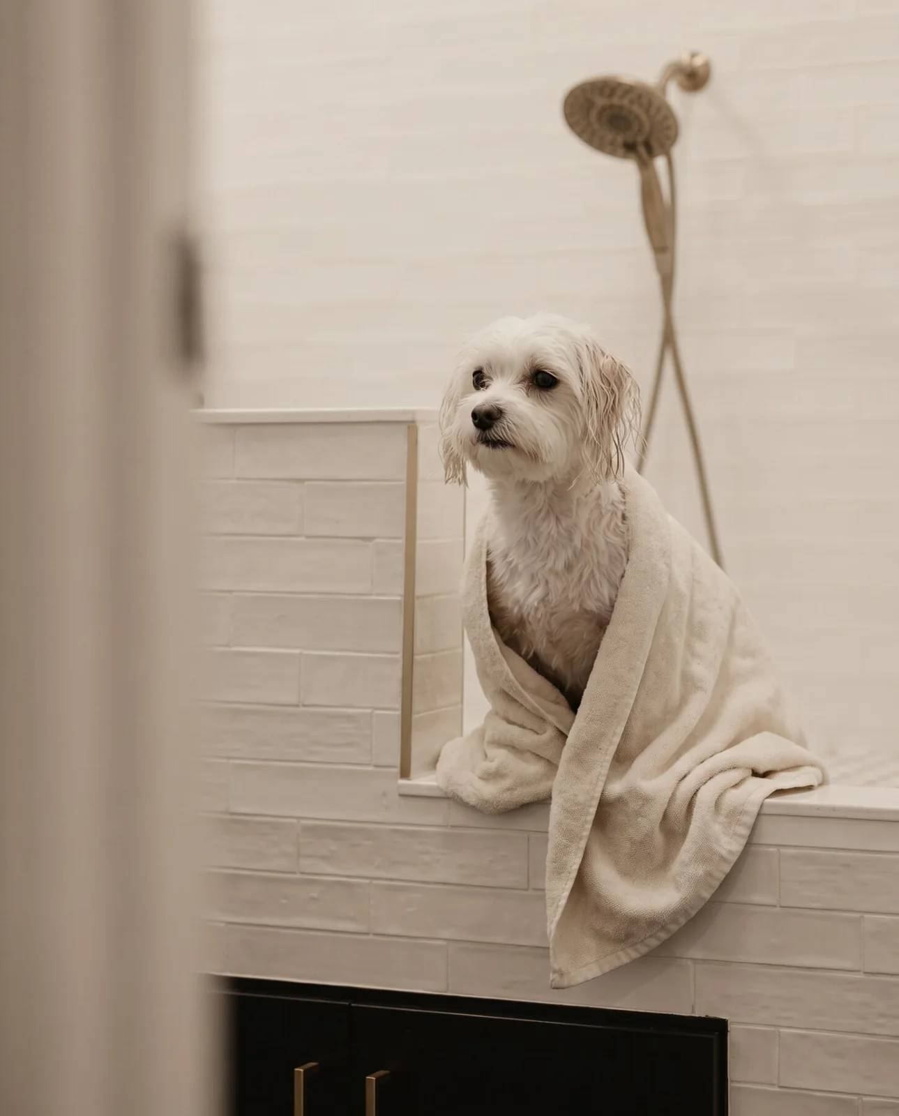 Illustrative Maltese wrapped in a towel after a bath