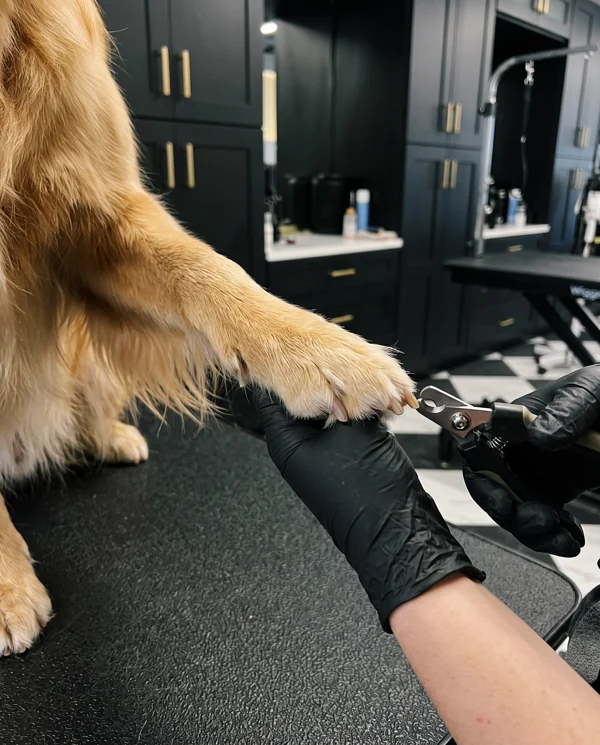 Illustrative Golden Retriever receiving nails care at the spa