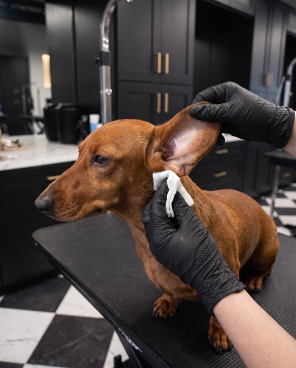 Illustrative Dachshund receiving ears care at the spa