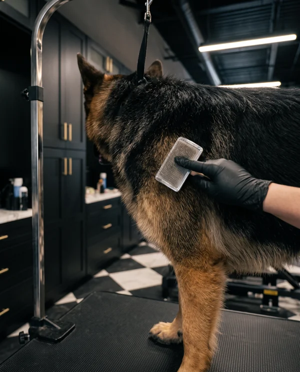 Illustrative German Shepherd receiving coat care at the spa
