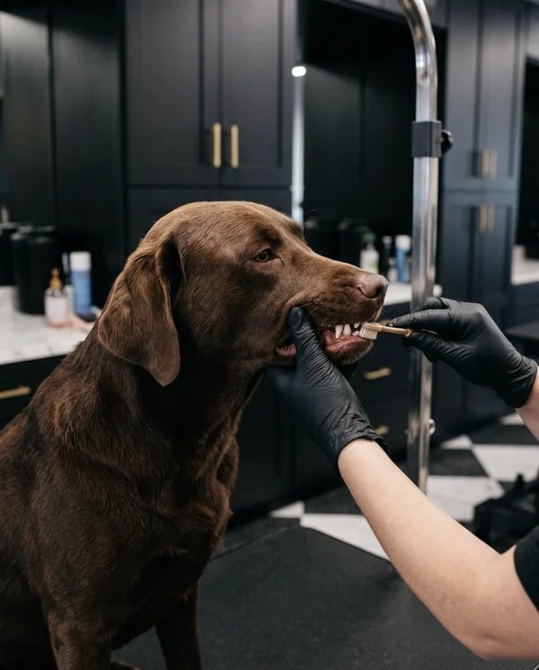 Illustrative Labrador Retriever receiving smile care at the spa