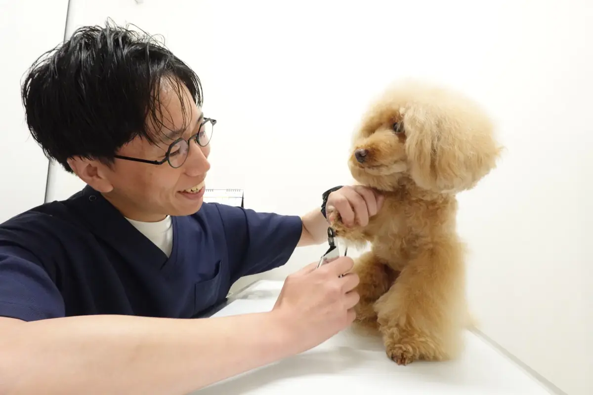 犬を診察する獣医師