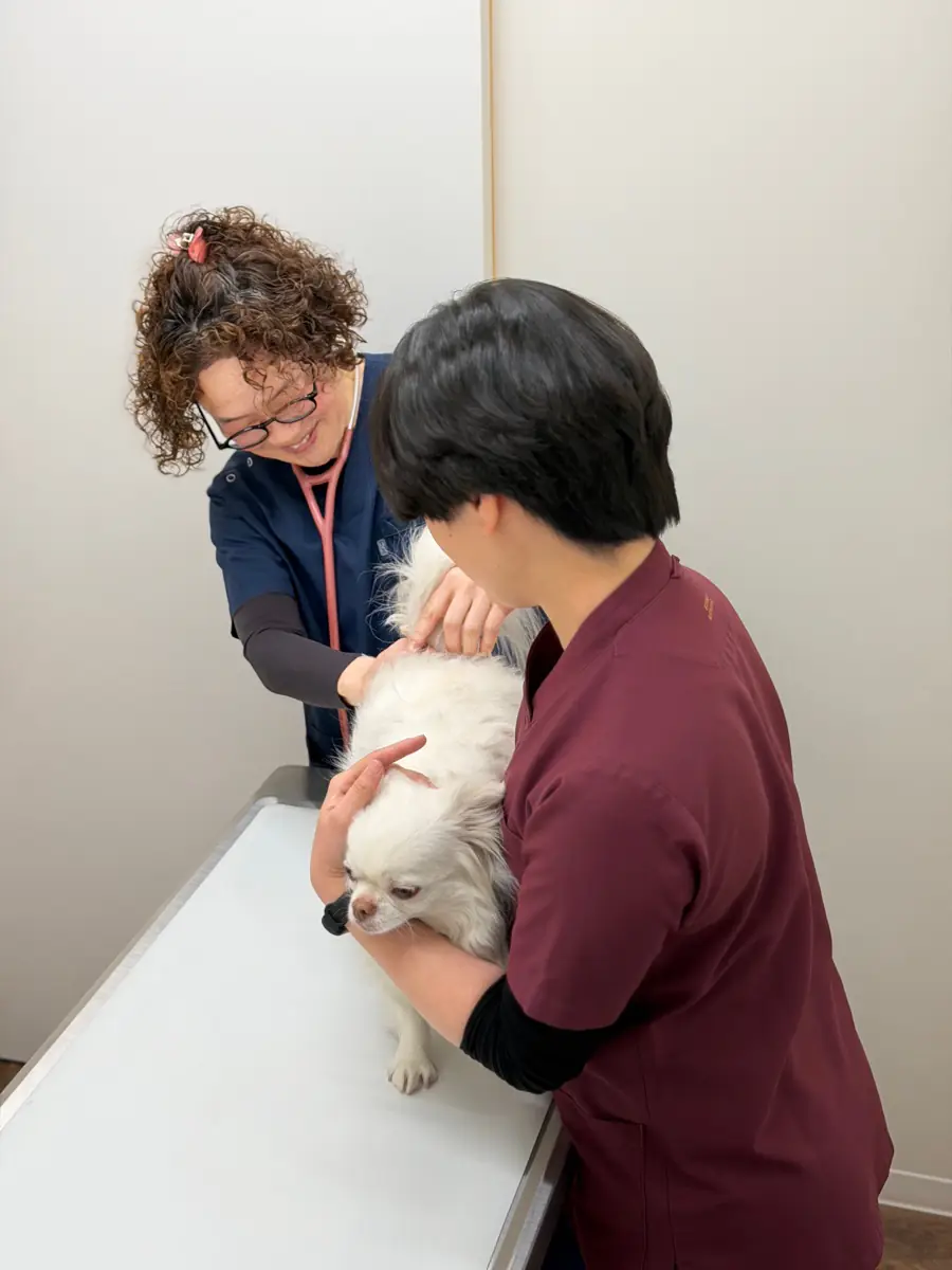 小型犬を保定する獣医師と動物看護師
