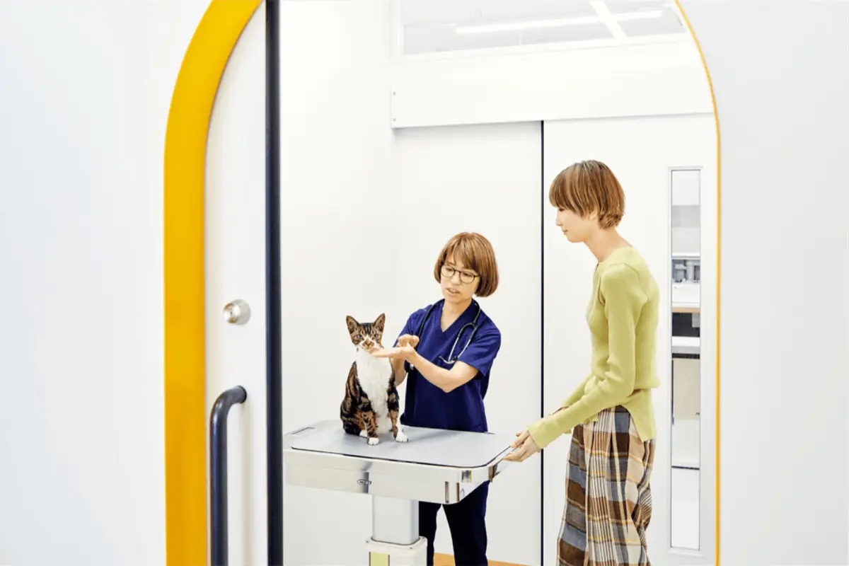 猫と飼い主様に向き合う獣医師