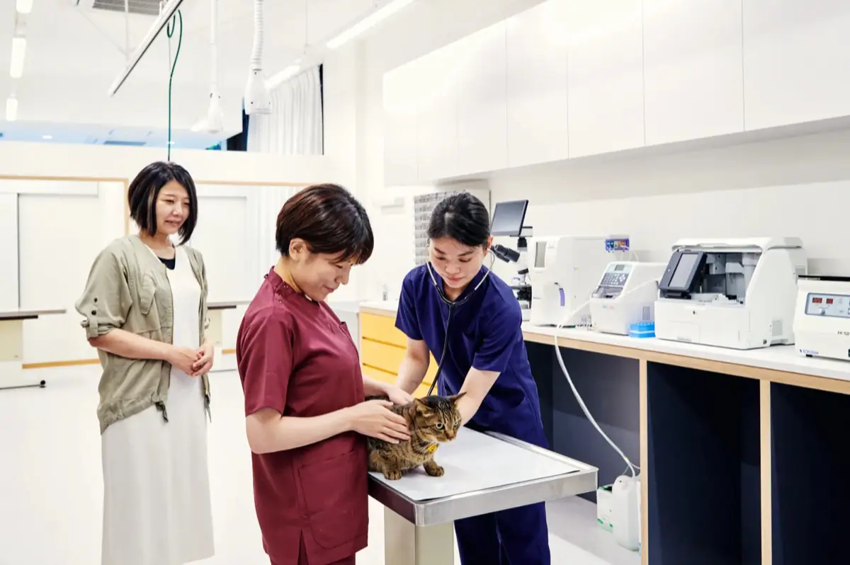 処置室で猫を診る獣医師と動物看護師