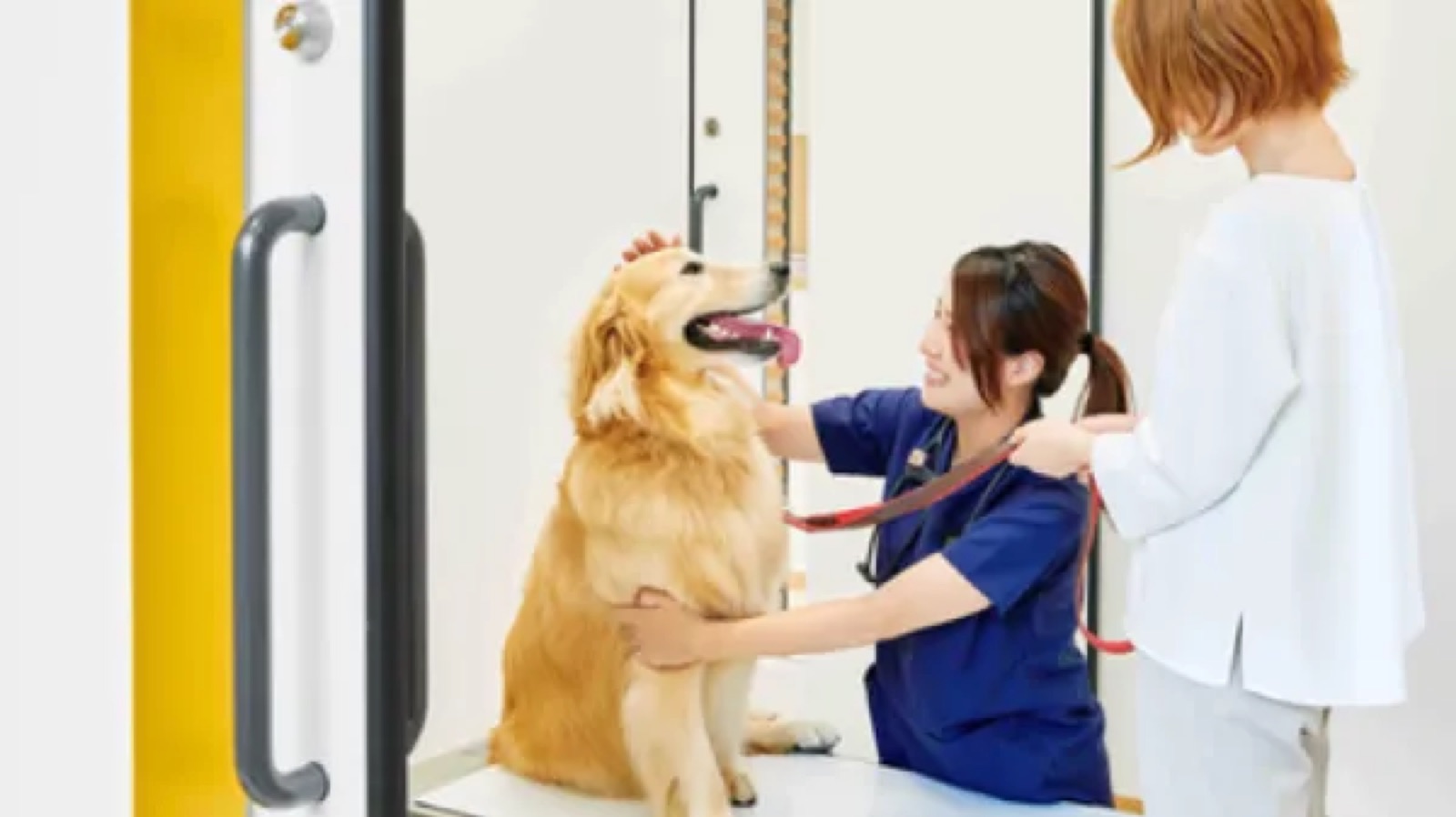 飼い主様の犬と接する動物看護師