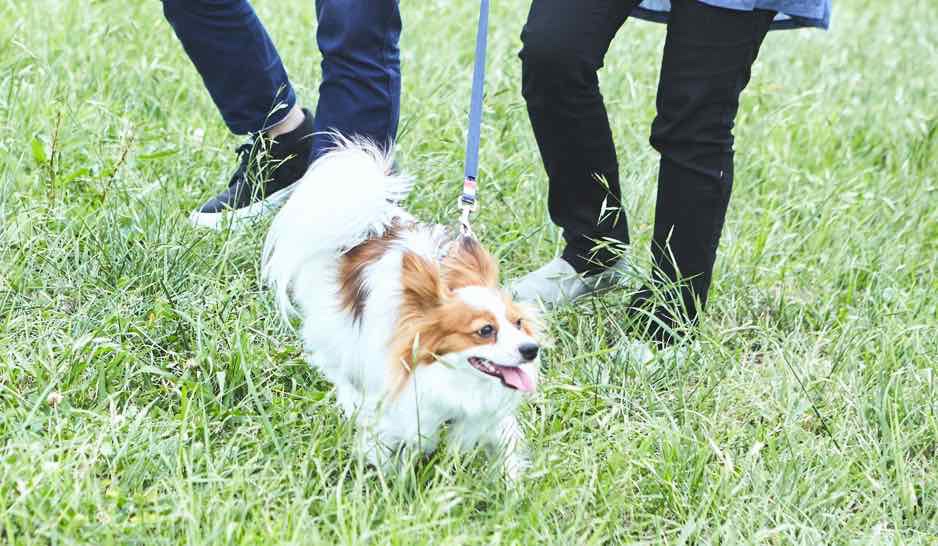 草地を散歩する犬