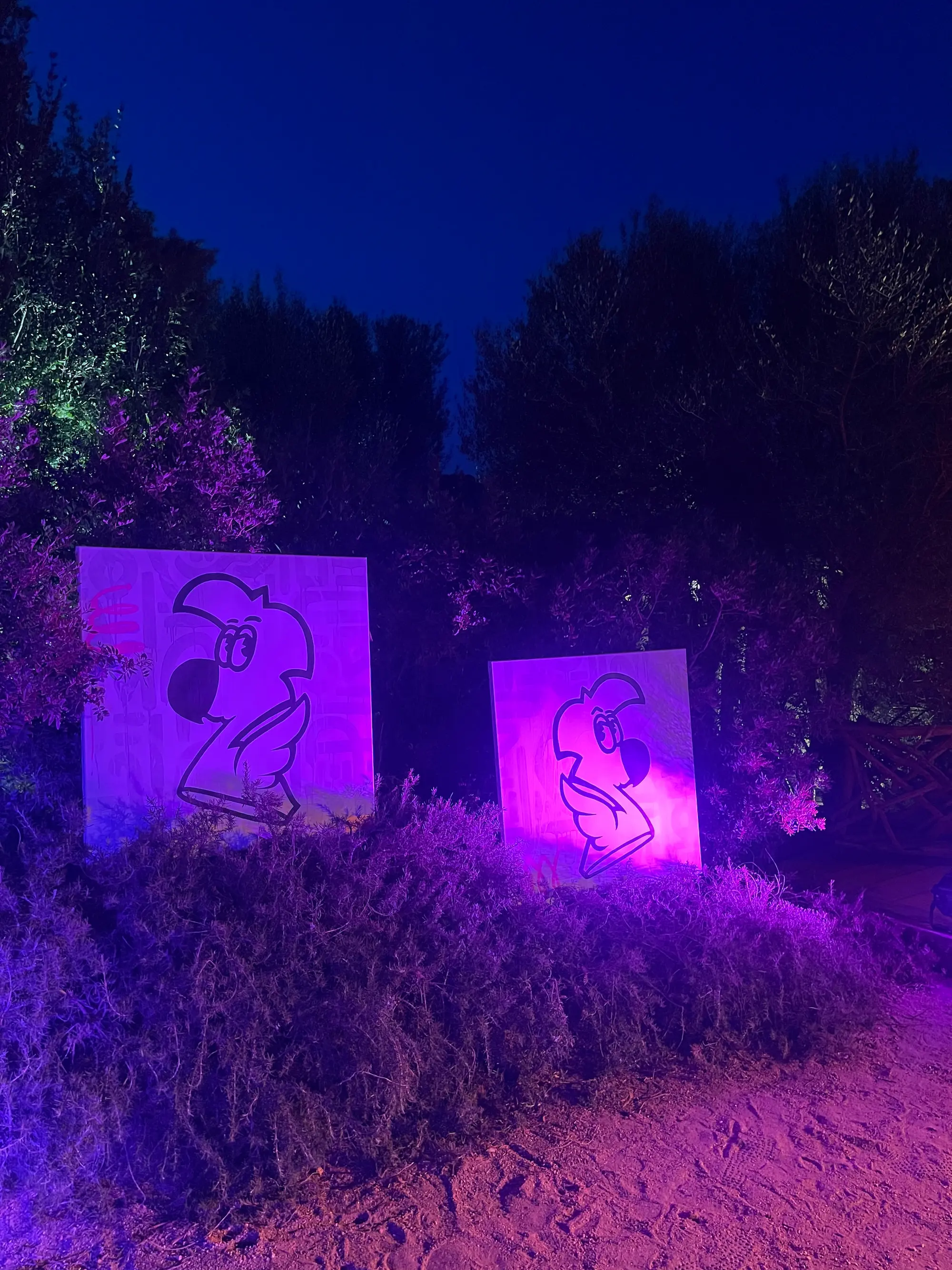 Exposition au Domaine de Murtoli, 2023 : deux toiles de Roger le Flamant Rose en noir et blanc éclairées en violet dans le jardin, de nuit
