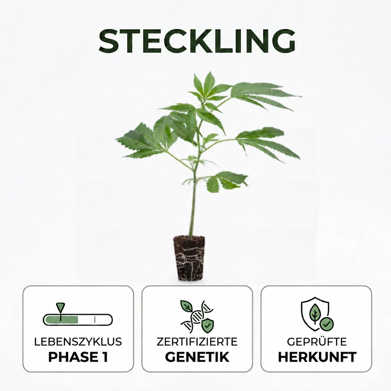 steckling