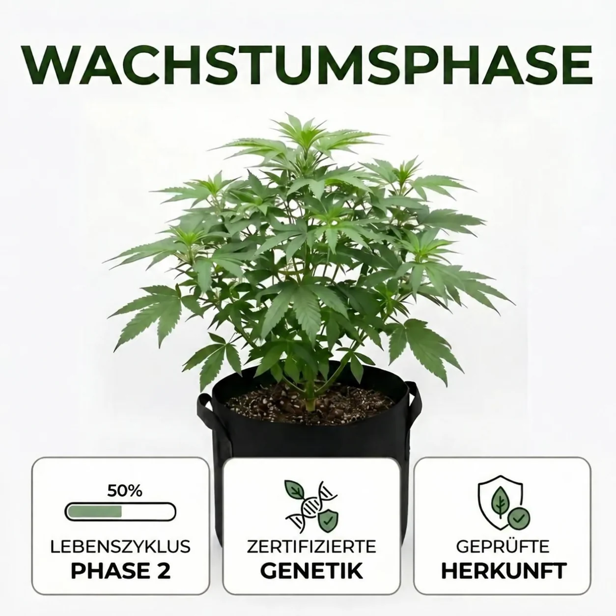 wachtumsphase