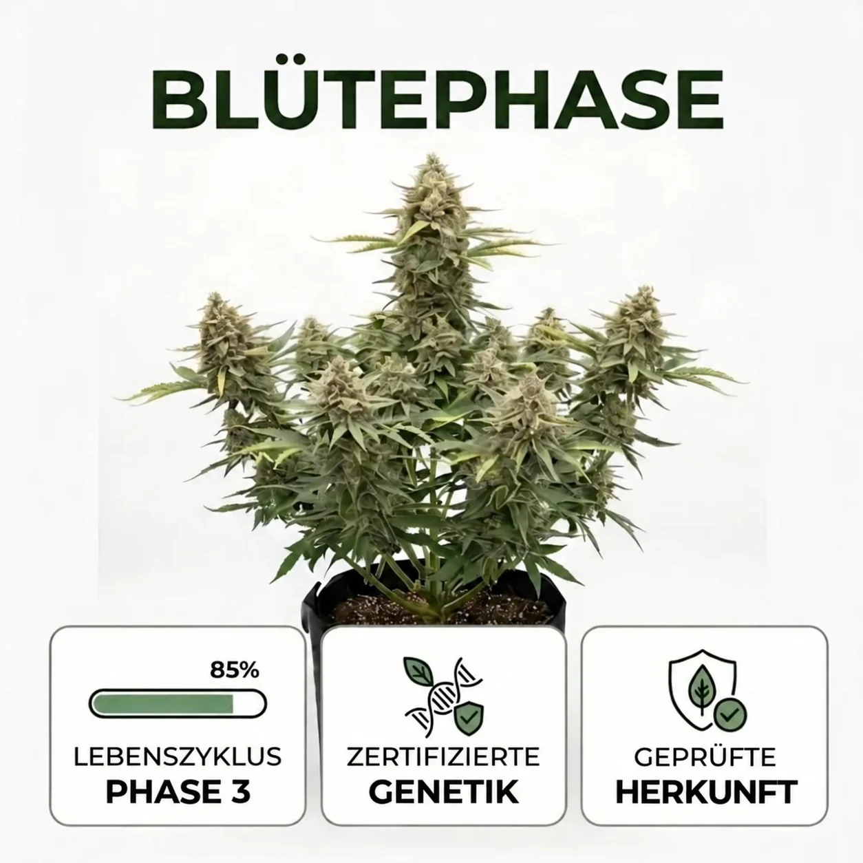blutephase