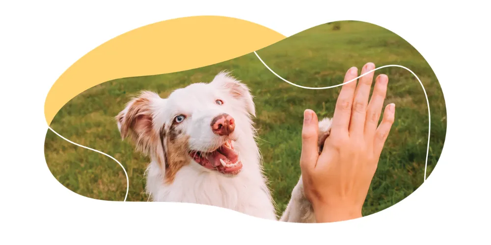 3 Steps to Grow Your Pet Care Business