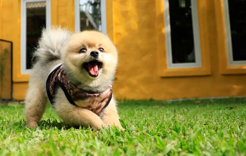 pomeranian-playing-at-daycare