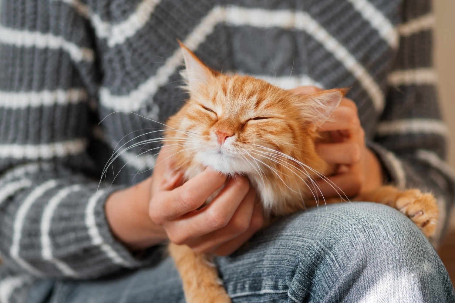 cancellation-policy-cat