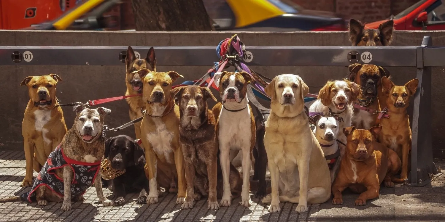 Should Your Dog Walking Business Offer Pack Walks?
