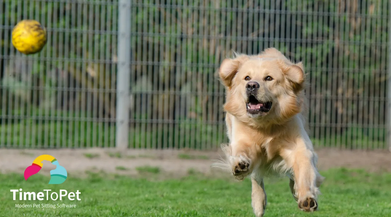 Volunteering 101 for Pet Sitters