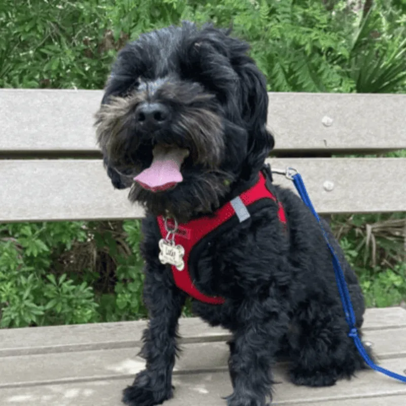 professional-pets-florida-dog