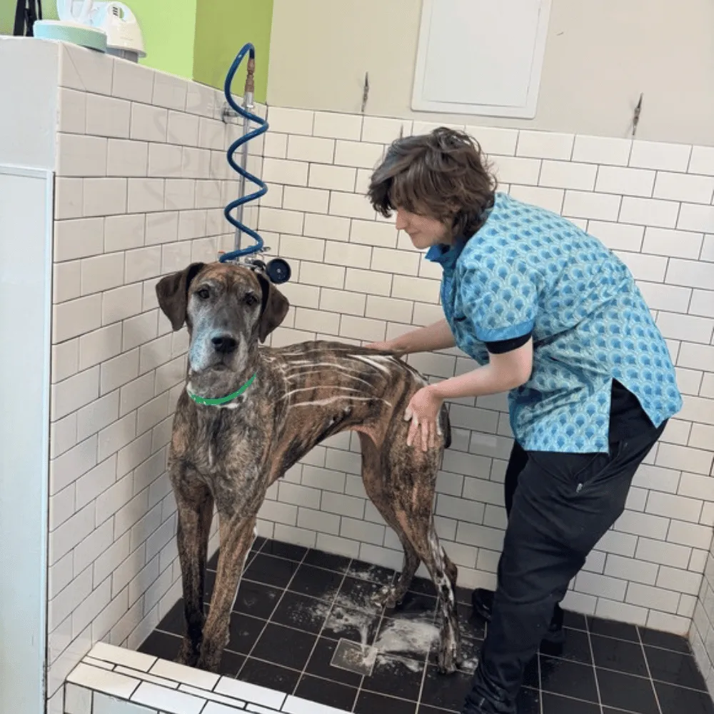 pet-and-home-care-dog-bath