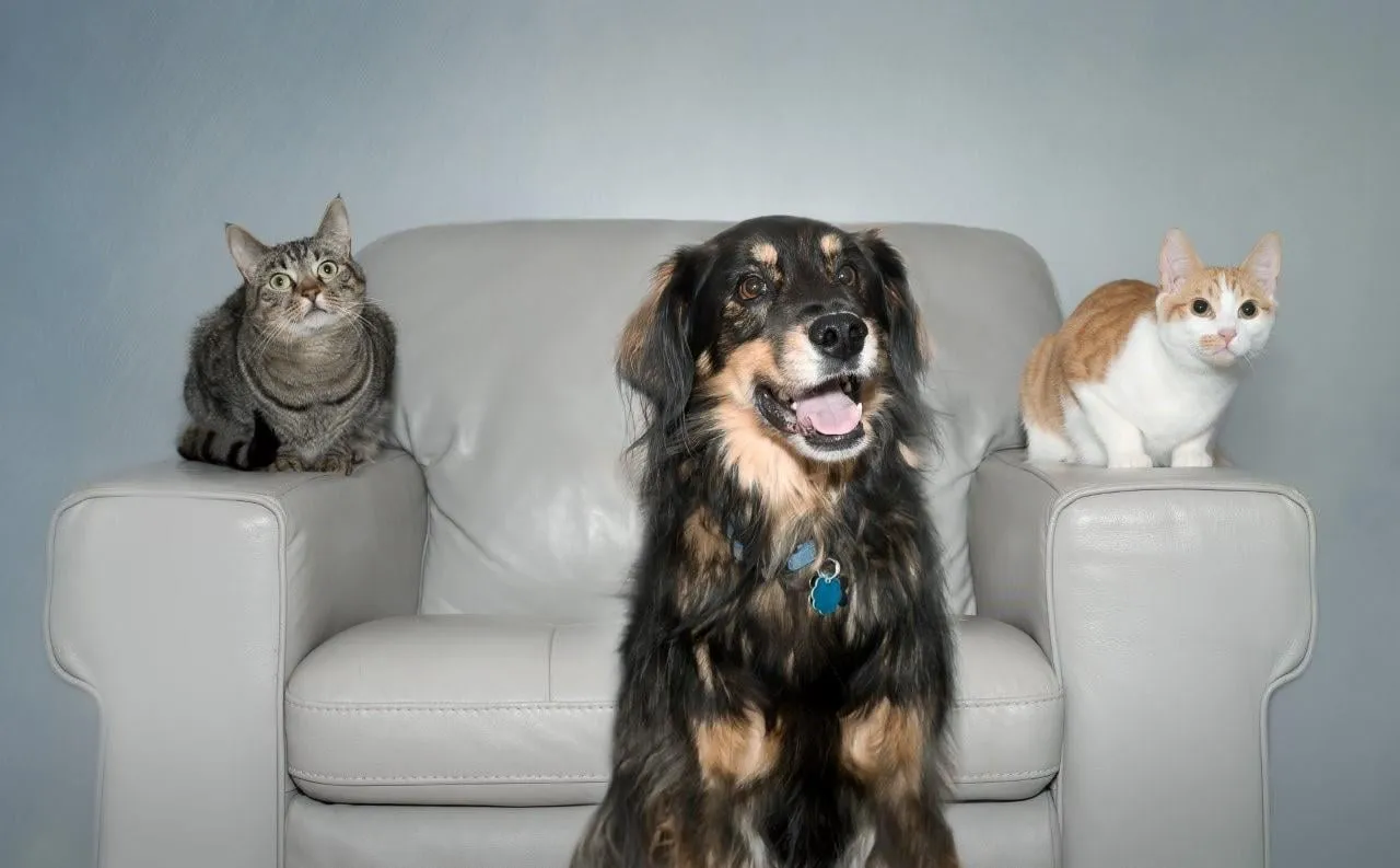 cats and dog sitting for barbie and company