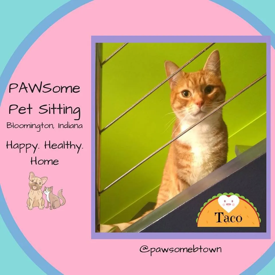 Cat Client of PAWSome Pet Sitting