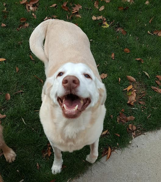 happy-dog