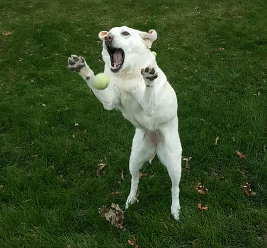 Pet Sitting 4 Paws pet sitter with a client pet
