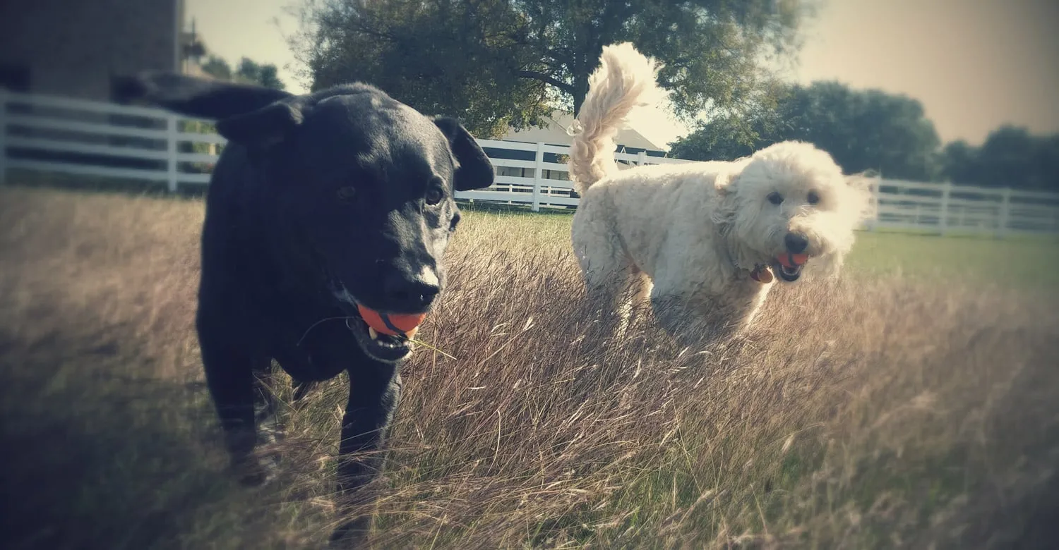 dogs in field