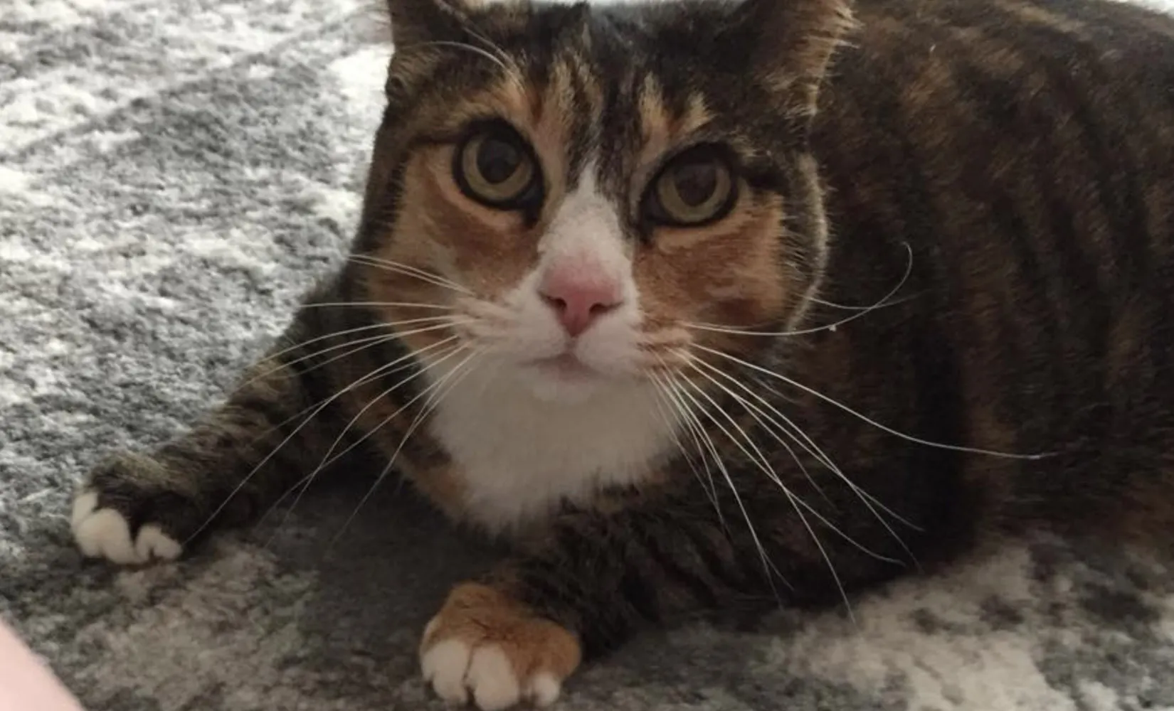 When You're Not There Pet Care Cat on Ground