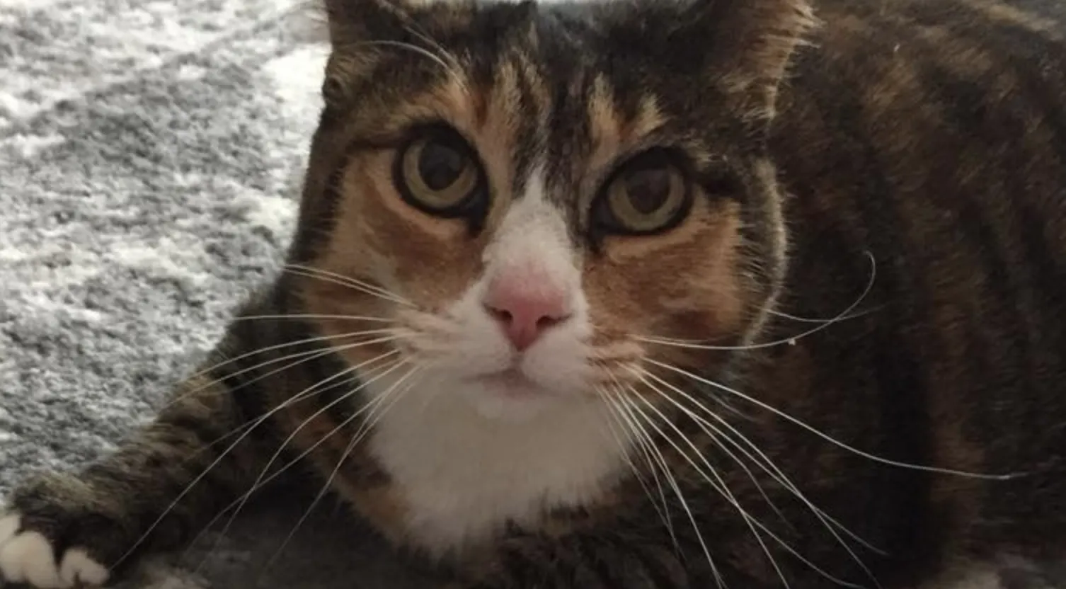 Client Spotlight - When You're Not There Pet Care