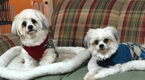 Client Spotlight - Always Home Pet Sitting and Dog Walking