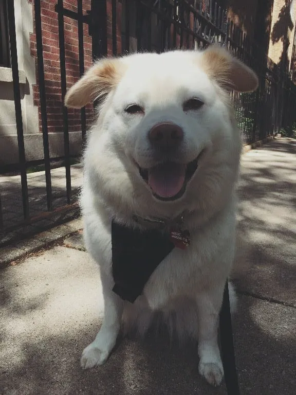 Rover Time Dog