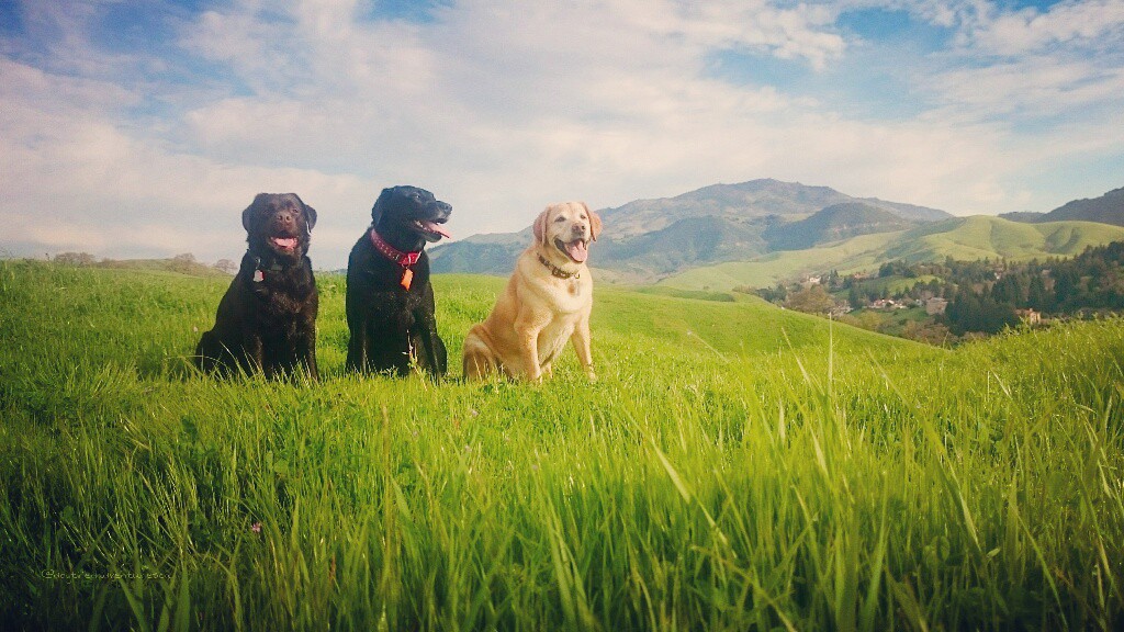 Dog Tired Adventures dogs out on an adventure