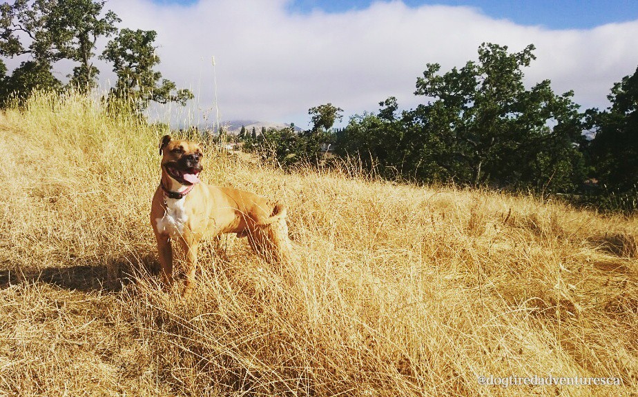 Dog Tired Adventures dog walker on the job, organized with Time To Pet