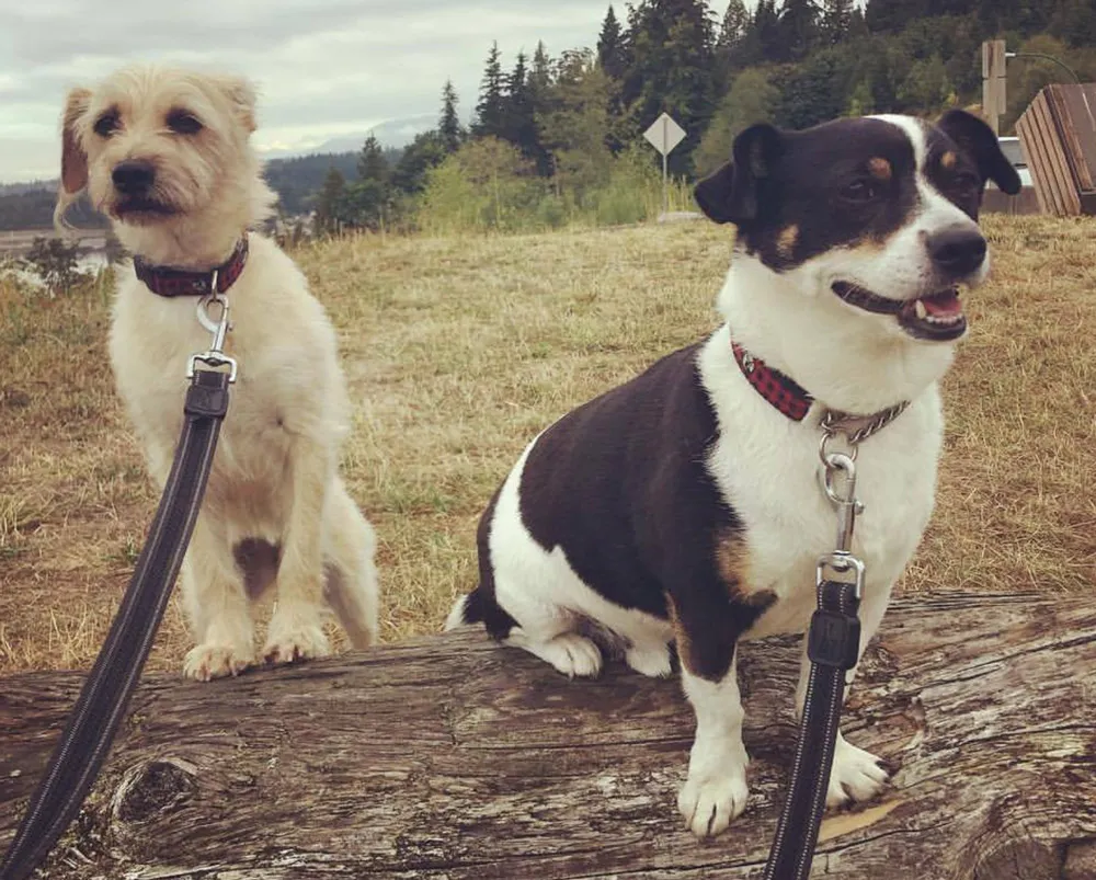 Raven Woods Pet Services dogs
