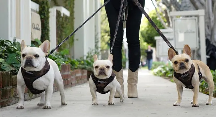Client Spotlight - Brentwood Barks!
