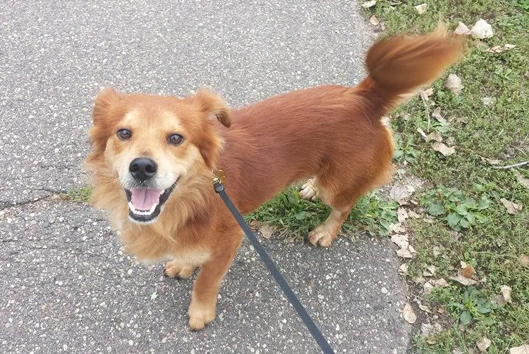 Preferred Pet Sitter Dog on Leash