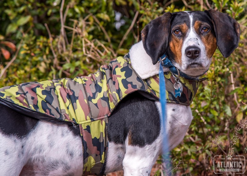 Atlantic Pet Sitting owner with a rescued coonhound