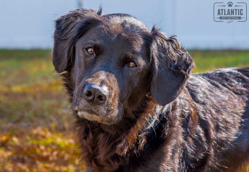 Atlantic Pet Sitting pet sitter with a client dog