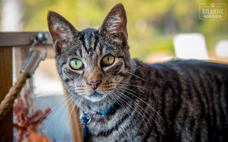 Atlantic Pet Sitting caring for a client cat