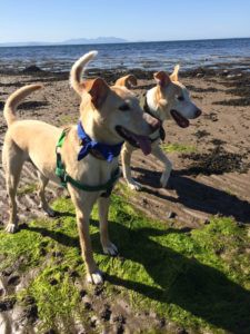 Stardust Doggy Care dogs enjoying a group walk