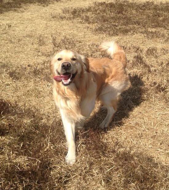 Stardust Doggy Care walker out exercising dogs