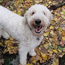 Acton Critter Sitters pet sitter on a visit, managed with Time To Pet